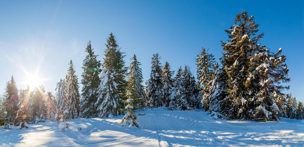 Meravigliosamente maestoso paesaggio invernale illuminato dalla luce del sole scena invernale carpazi ucraina europa bellezza mondo felice anno nuovo