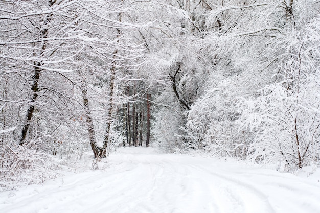 雪に覆われた落葉性の冬の木と不思議の国の冬の森