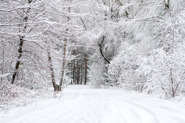  wonderland winter forest with deciduous winter trees covered with snow