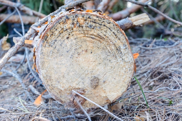 Legno abbandonato dopo il taglio. deforestazione illegale. l'influenza dell'uomo sull'ambiente. problemi ambientali. il riscaldamento globale. cambiamento del clima.