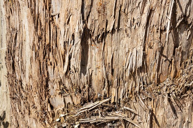 Wood abstract texture Surface grunge backdrop Dirty wooden effect pattern Material background