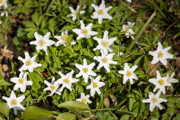 Wood Anemone blooming in the hedgerow