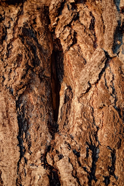 Wood background texture tree bark backdrop