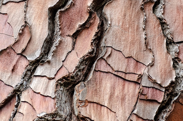 Foto struttura della corteccia di legno