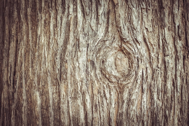 Foto trama di corteccia di legno