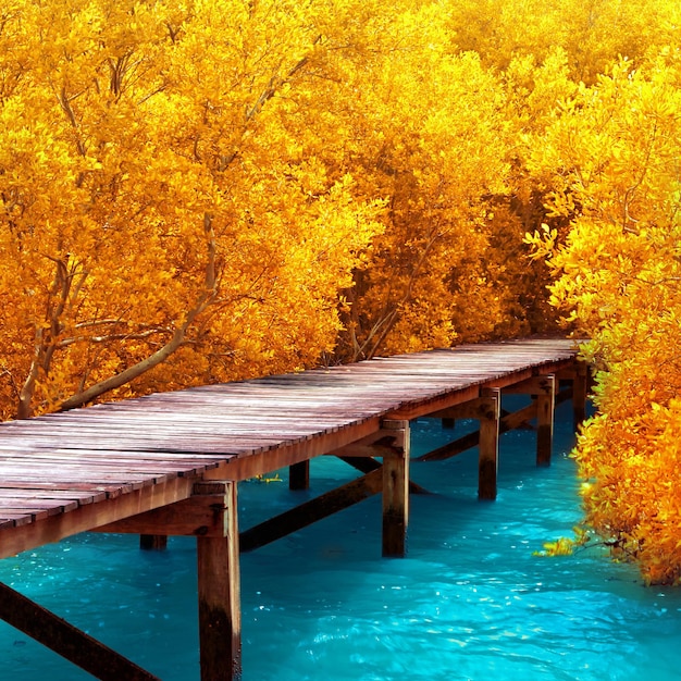 Фото Деревянный мост в мангровом лесу исследуйте природу