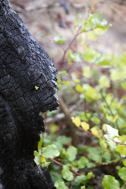 火事災害の後の木炭詳細燃やされた森林