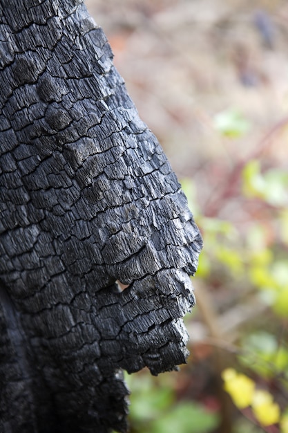 wood coal detail burned forest after fire disaster