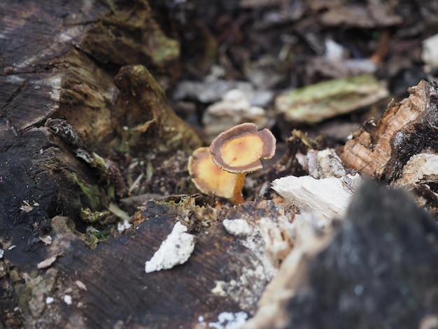 Wood decay xylophagous fungus