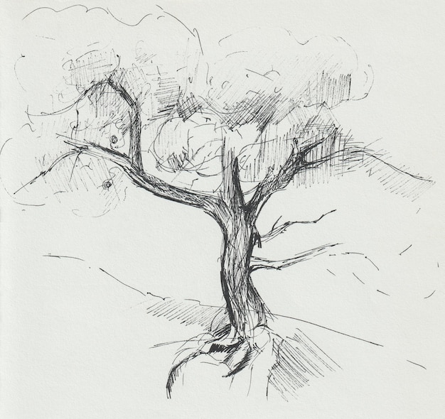 wood drawing with a black pen. pine hand-drawn on beige paper. author's illustration.