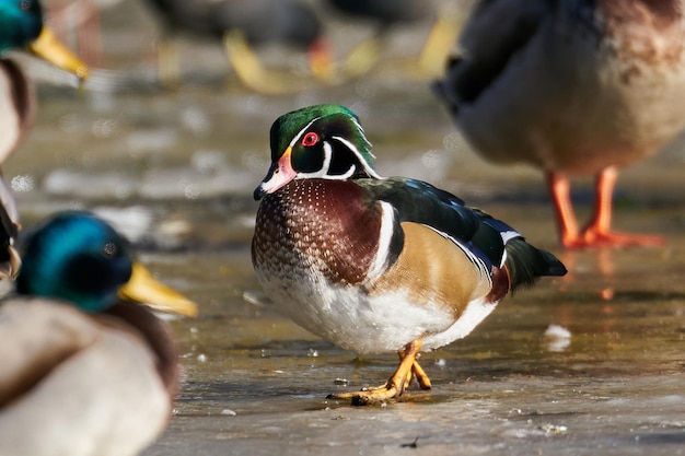 Wood duck Aix sponsa