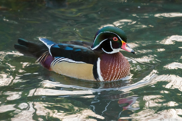 Wood Duck 또는 Carolina Duck(Aix sponsa)