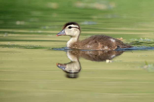 Утенок Wood Duck, Aix sponsa, плавает в зеленой воде