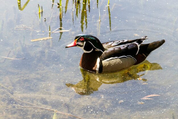 Wood Duck swimming in a pond