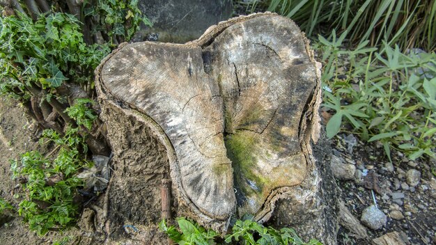 Wood fiber wood stock photo