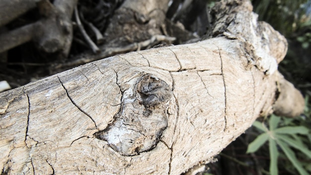 Wood fiber wood stock photo