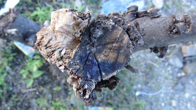 Wood fiber wood stock photo