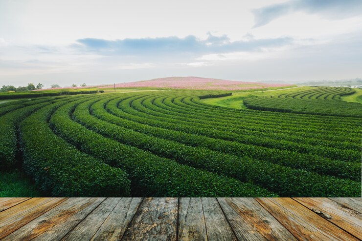 Photo wood floor tea farm in the morning