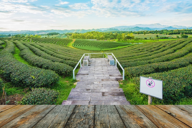 朝の茶畑の木の床