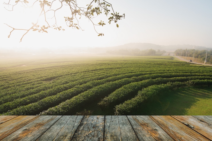 Photo wood floor on tea farm in the morning