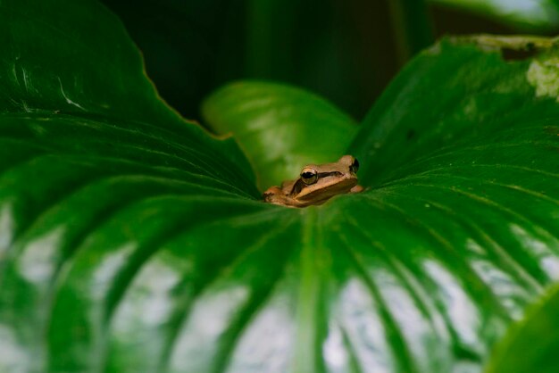 Wood frog