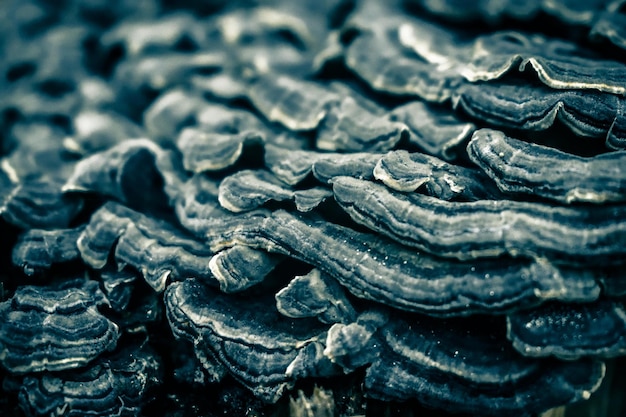 Wood fungus background closeup