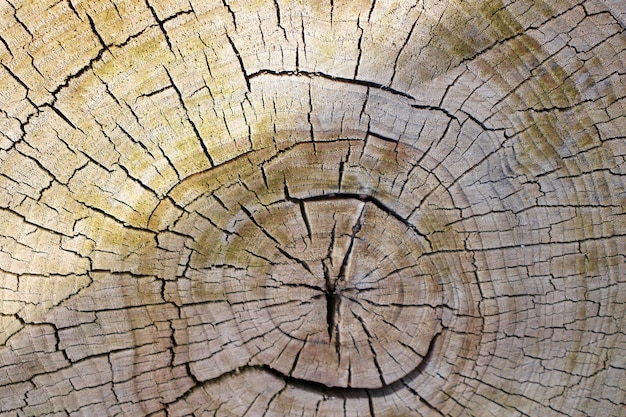 Wood grain on the cut tree rings old weathered wood texture\
with green moss