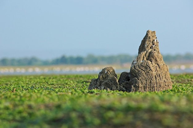 지상에 나무