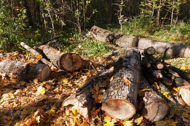 Wood harvesting in the forest, felled and sawn trees that are used for harvesting lumber