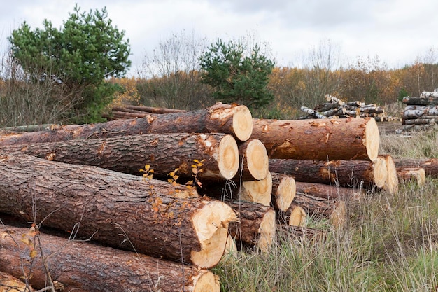 Wood harvesting in the forest