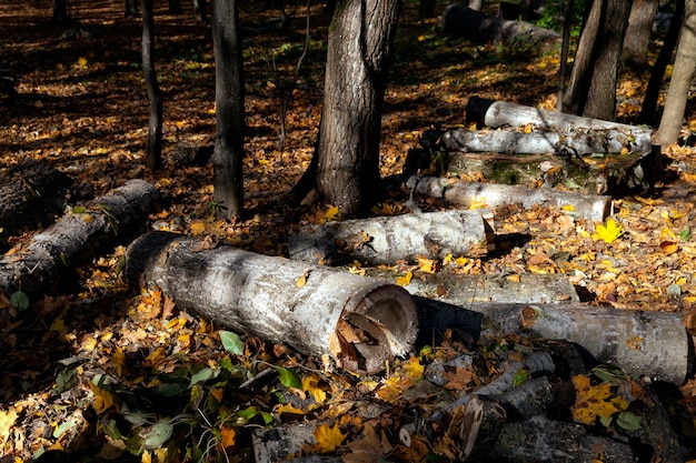 Wood harvesting in the forest