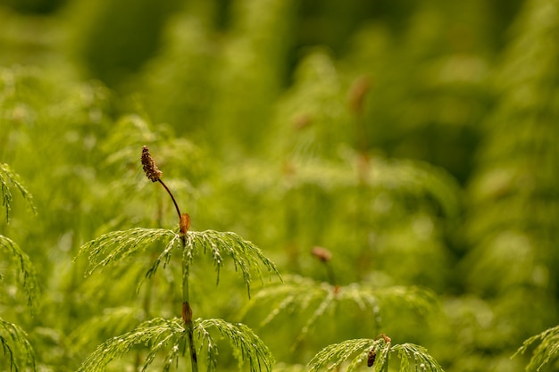 Photo wood horsetail - equisetum sylvaticum