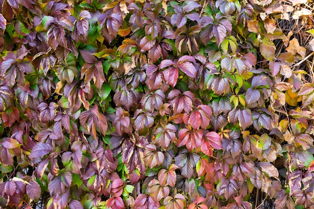 Wood lattice with red leaves of wild grapes.