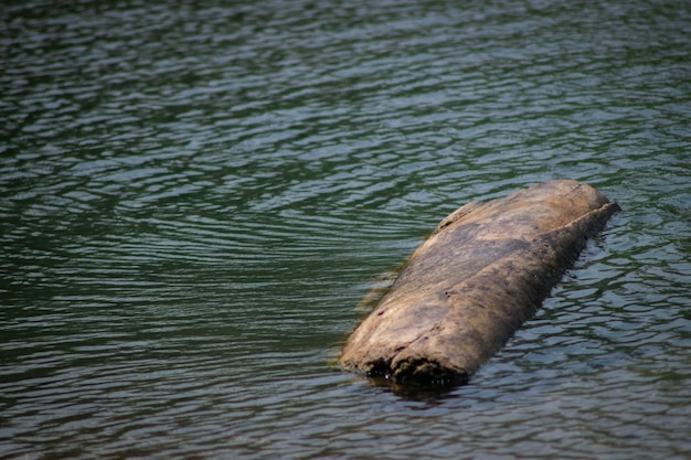 Wood log in the river