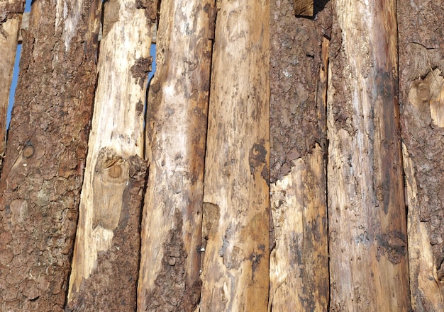 Wood logs texture