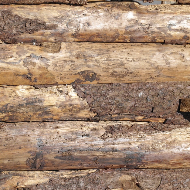 Wood logs texture