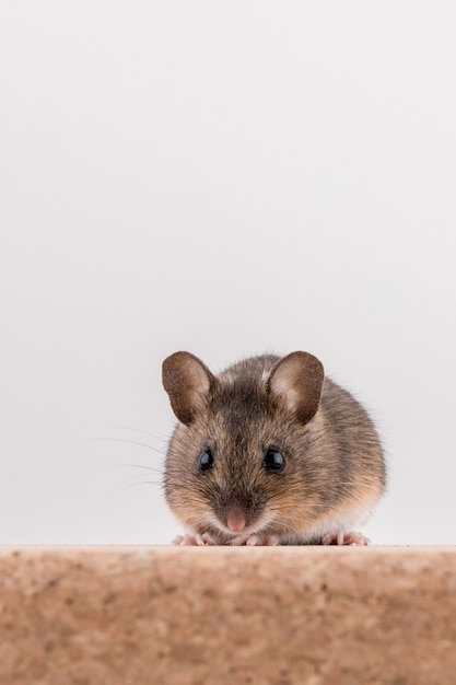 Wood mouse, Apodemus sylvaticus, sitting on a cork brick