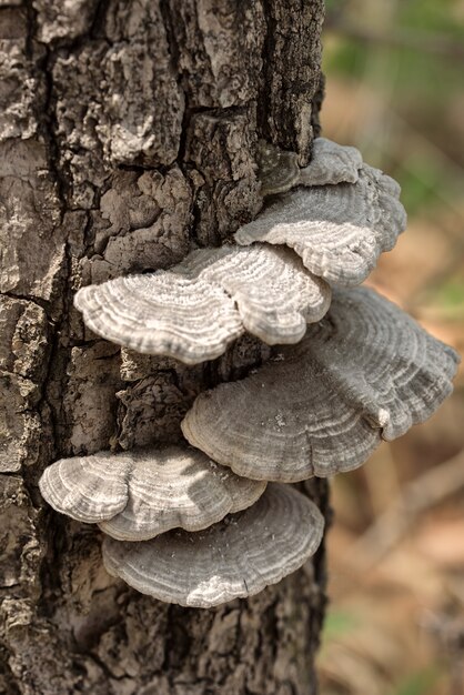 Wood mushrooms in the forest