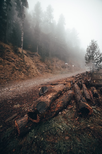 森の道の木材