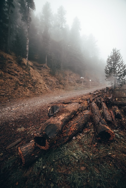 Фото Лес на дороге в лесу