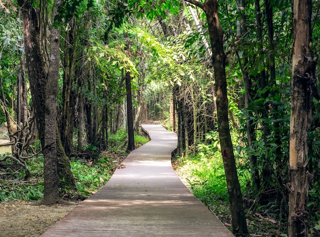 Wood pathway in tropical forest