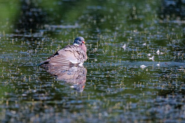 Голубь или Columba palumbus