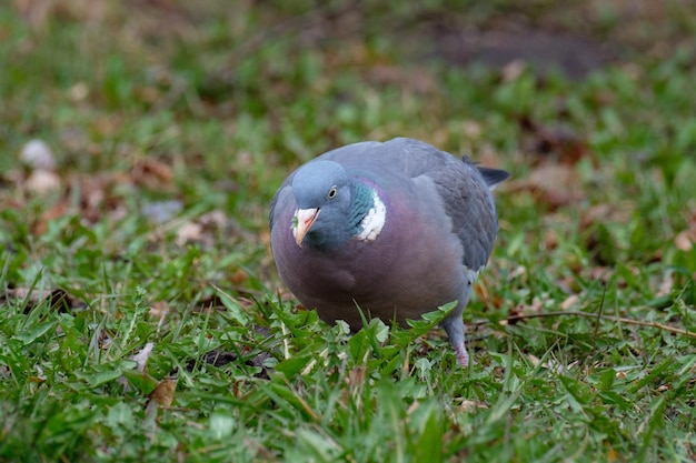 Foto piccione di legno che cerca cibo nella foresta columba palumbus