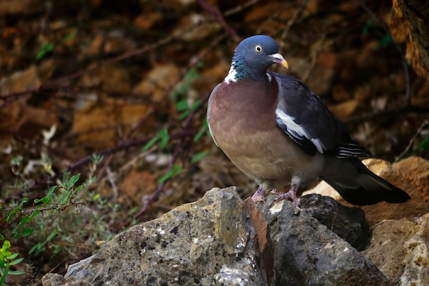 나무 비둘기는 columbidae 가족의 columbiform 새의 종입니다