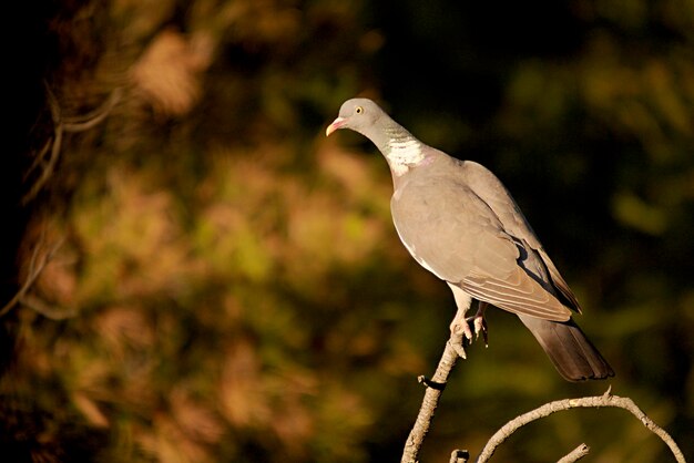 나무 비둘기는 columbidae 가족의 columbiform 새의 종입니다