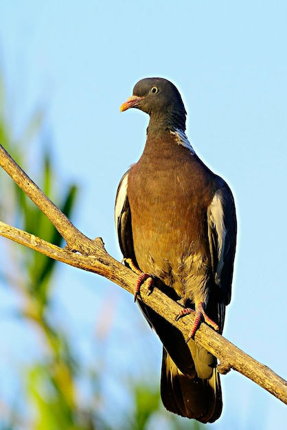 モリバトは、ハト科のハト目鳥の一種です。