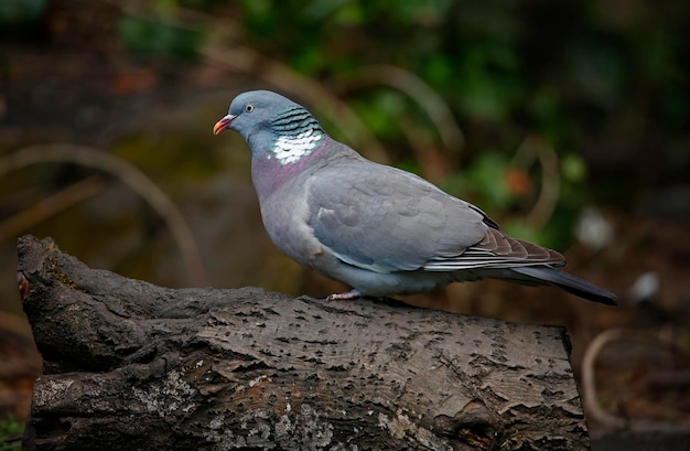 Wood pigeon perched on a log