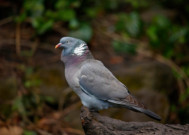 Wood pigeon perched on a log