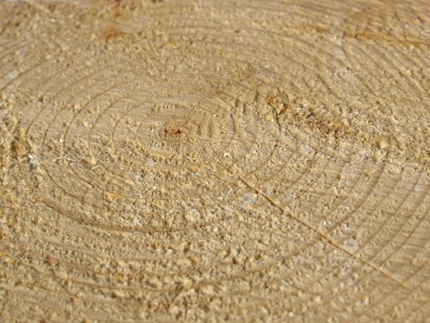 Wood rings texture