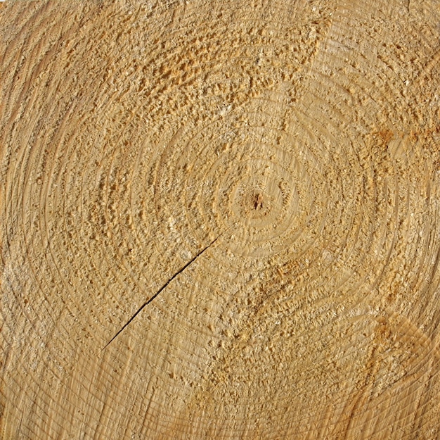 Wood rings texture